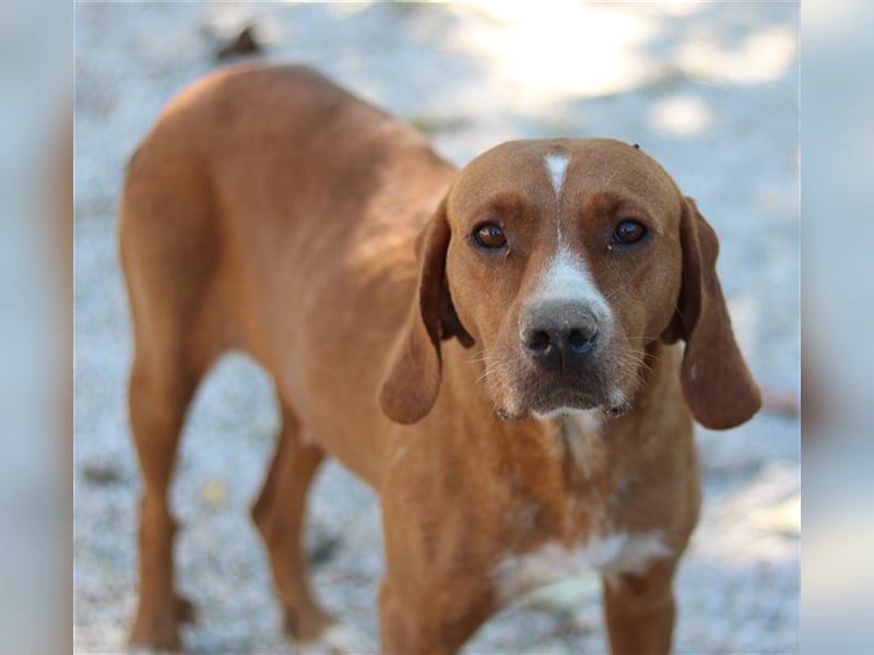 Elma, geb. ca. 03/2021, lebt in GRIECHENLAND, im städt. Tierheim Serres