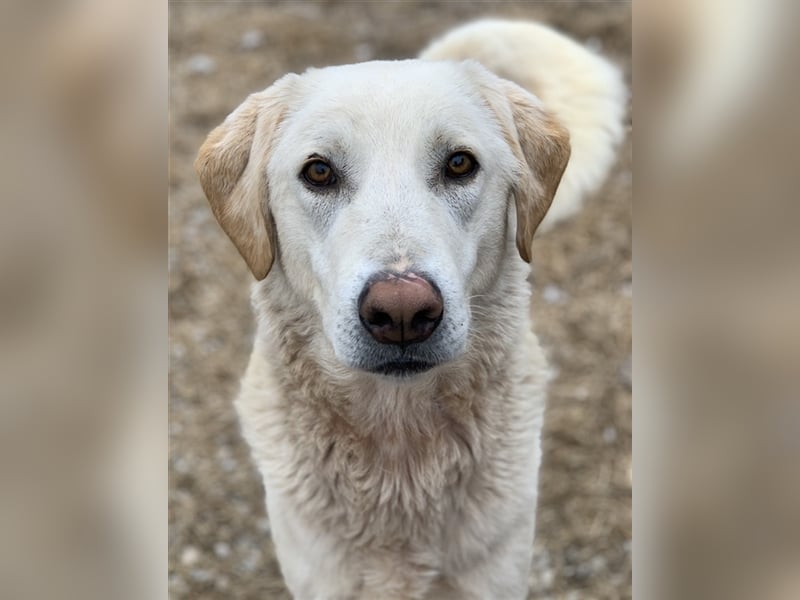 Aragorn, geb. ca. 11/2017, lebt in GRIECHENLAND, im städt. Tierheim Serres