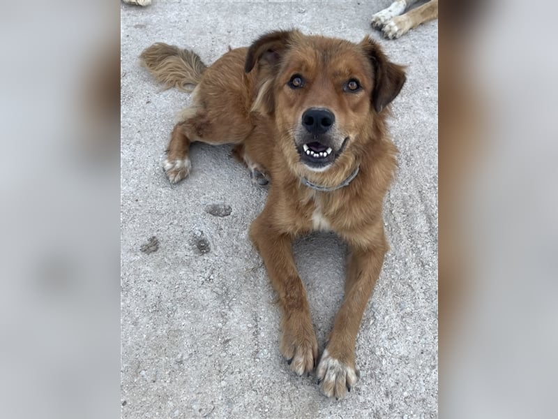April, geb. ca. 06/2021, lebt in GRIECHENLAND, im städt. Tierheim Serres