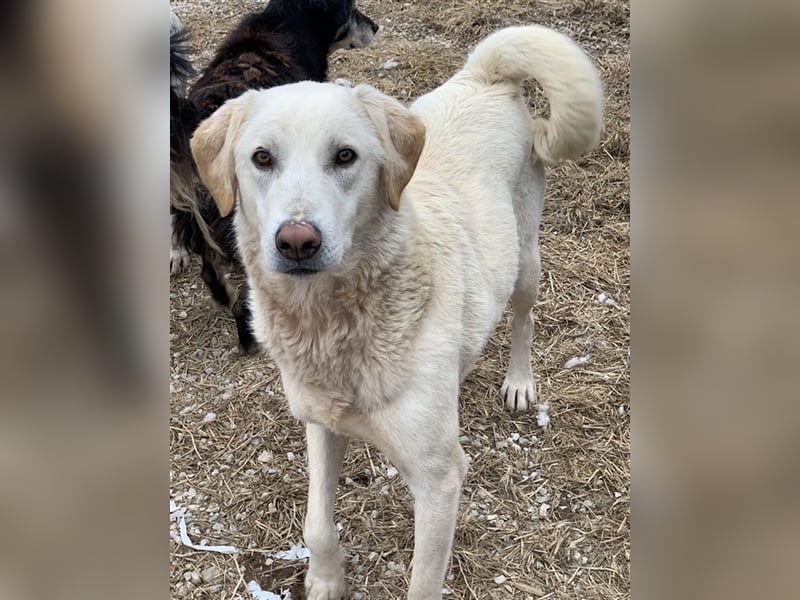 Aragorn, geb. ca. 11/2017, lebt in GRIECHENLAND, im städt. Tierheim Serres