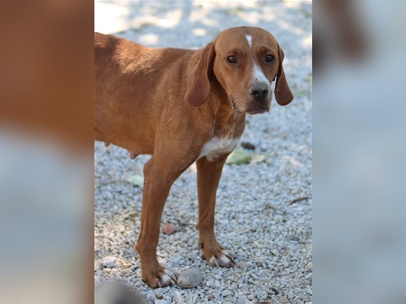 Elma, geb. ca. 03/2021, lebt in GRIECHENLAND, im städt. Tierheim Serres