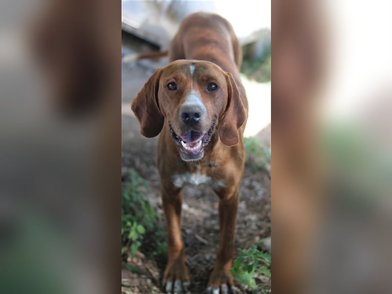 Elma, geb. ca. 03/2021, lebt in GRIECHENLAND, im städt. Tierheim Serres