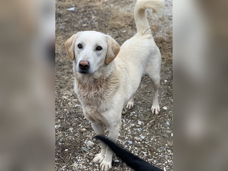 Aragorn, geb. ca. 11/2017, lebt in GRIECHENLAND, im städt. Tierheim Serres