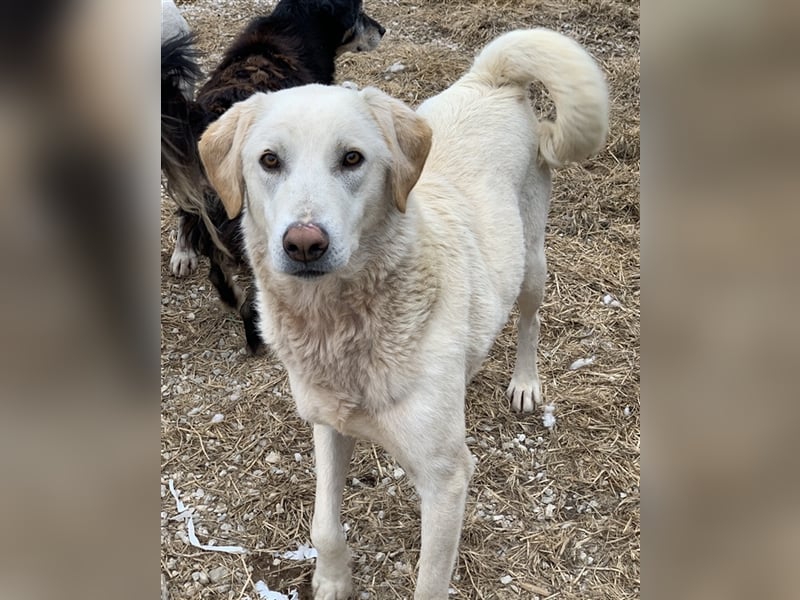 Aragorn, geb. ca. 11/2017, lebt in GRIECHENLAND, im städt. Tierheim Serres