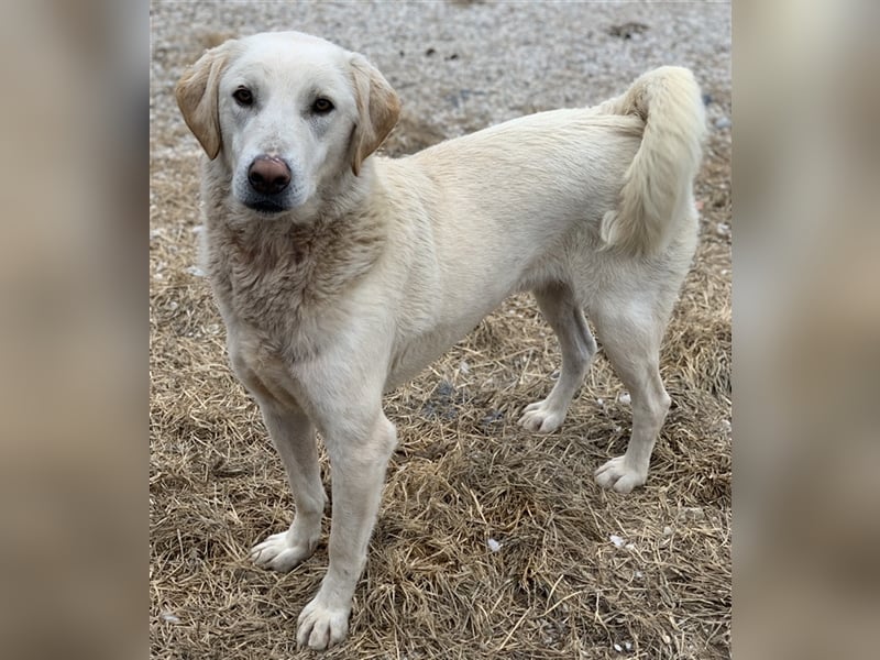 Aragorn, geb. ca. 11/2017, lebt in GRIECHENLAND, im städt. Tierheim Serres