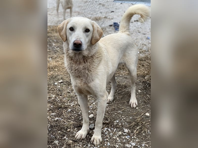 Aragorn, geb. ca. 11/2017, lebt in GRIECHENLAND, im städt. Tierheim Serres