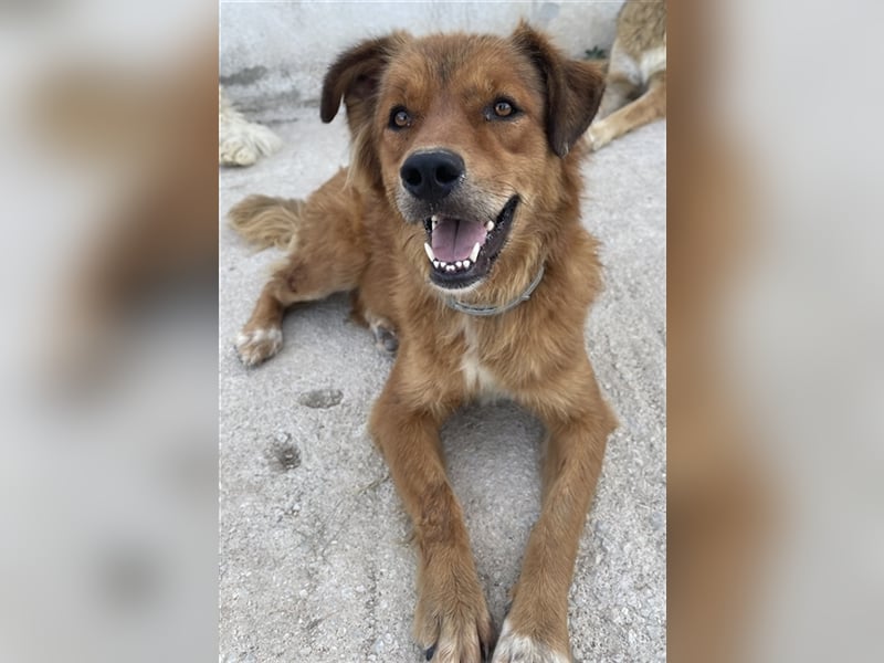 April, geb. ca. 06/2021, lebt in GRIECHENLAND, im städt. Tierheim Serres