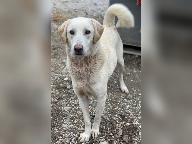 Aragorn, geb. ca. 11/2017, lebt in GRIECHENLAND, im städt. Tierheim Serres