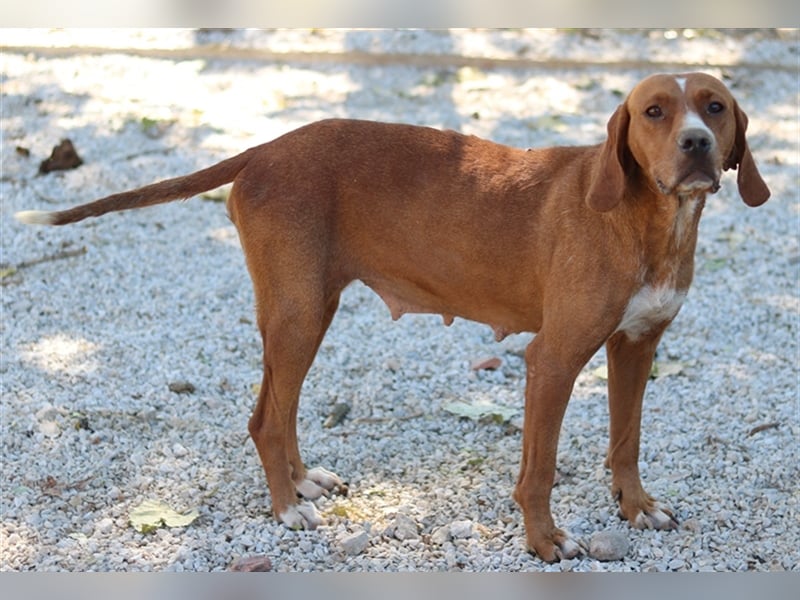 Elma, geb. ca. 03/2021, lebt in GRIECHENLAND, im städt. Tierheim Serres