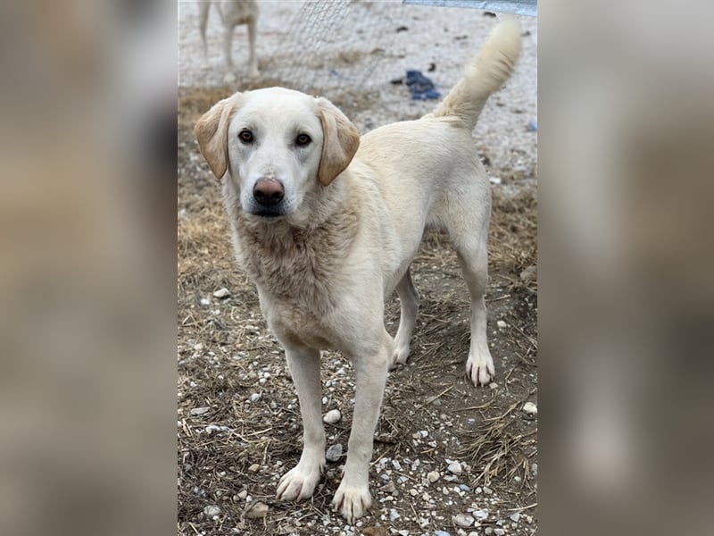Aragorn, geb. ca. 11/2017, lebt in GRIECHENLAND, im städt. Tierheim Serres