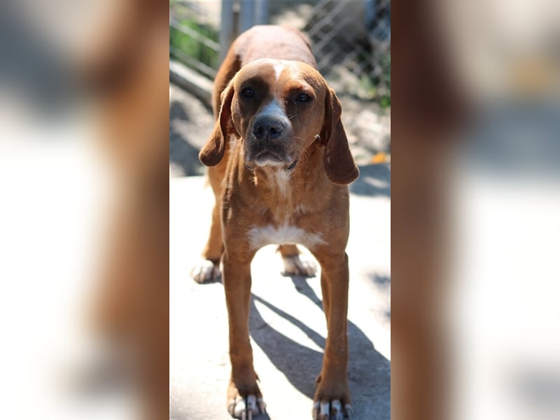 Elma, geb. ca. 03/2021, lebt in GRIECHENLAND, im städt. Tierheim Serres