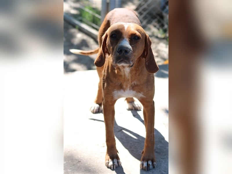 Elma, geb. ca. 03/2021, lebt in GRIECHENLAND, im städt. Tierheim Serres