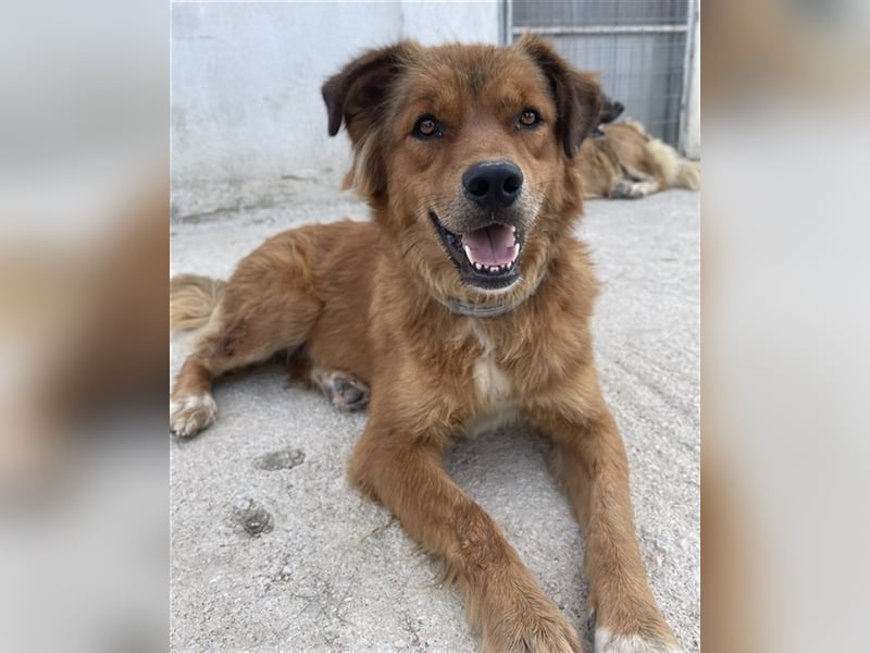 April, geb. ca. 06/2021, lebt in GRIECHENLAND, im städt. Tierheim Serres