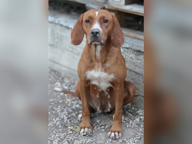 Elma, geb. ca. 03/2021, lebt in GRIECHENLAND, im städt. Tierheim Serres