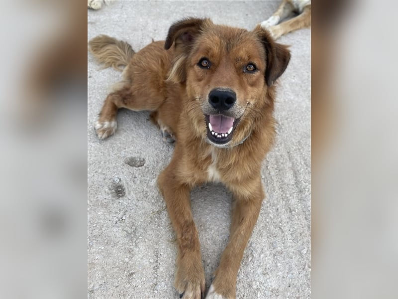 April, geb. ca. 06/2021, lebt in GRIECHENLAND, im städt. Tierheim Serres