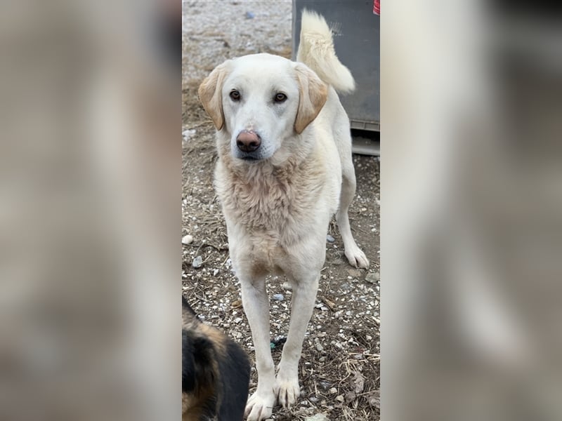 Aragorn, geb. ca. 11/2017, lebt in GRIECHENLAND, im städt. Tierheim Serres