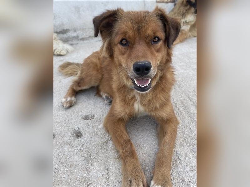 April, geb. ca. 06/2021, lebt in GRIECHENLAND, im städt. Tierheim Serres