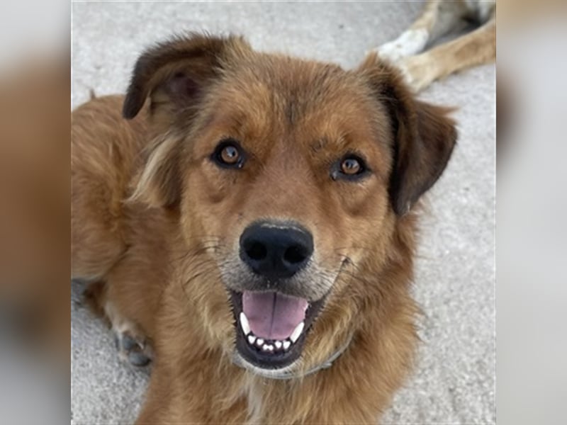 April, geb. ca. 06/2021, lebt in GRIECHENLAND, im städt. Tierheim Serres