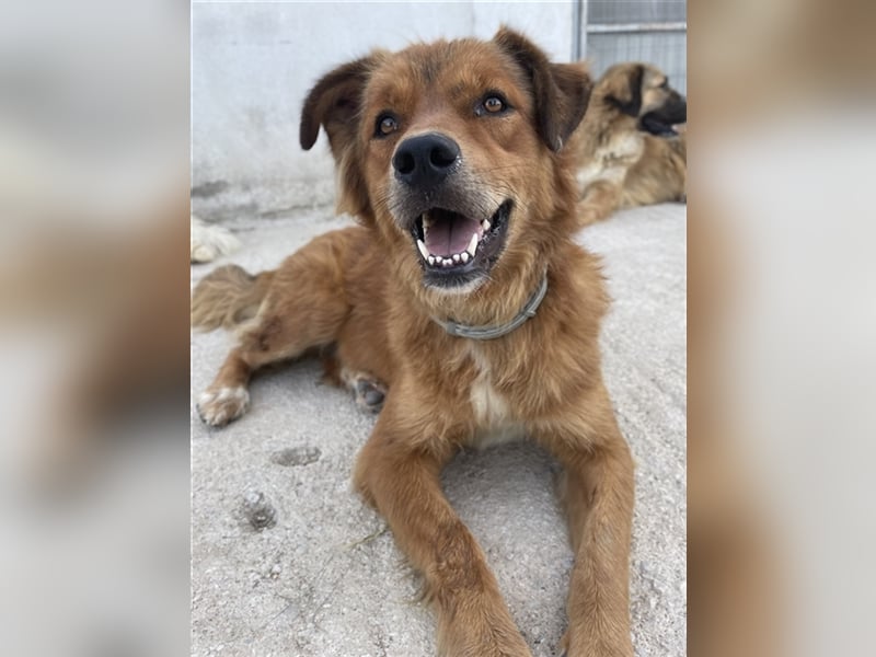 April, geb. ca. 06/2021, lebt in GRIECHENLAND, im städt. Tierheim Serres