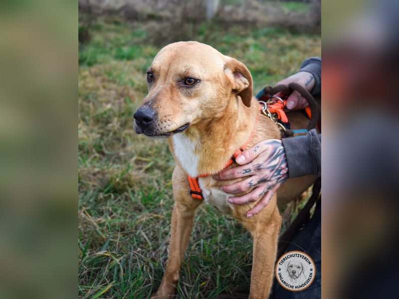 Kincső - Sportpaket sucht sehr tierliebes Zuhause