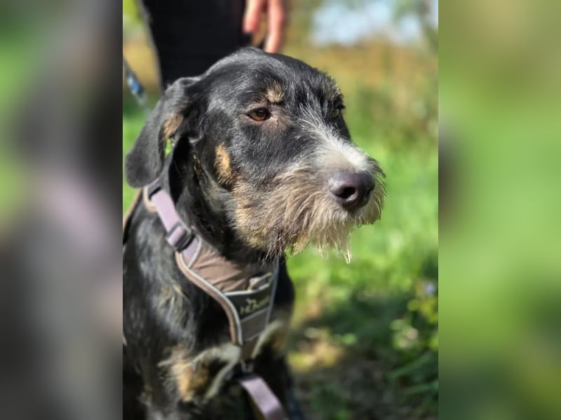 Petrik – mit Geduld und Hundekumpel die Welt entdecken