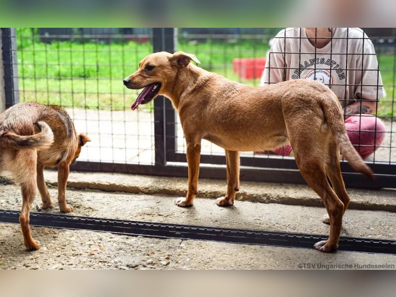 Kincső - Sportpaket sucht sehr tierliebes Zuhause