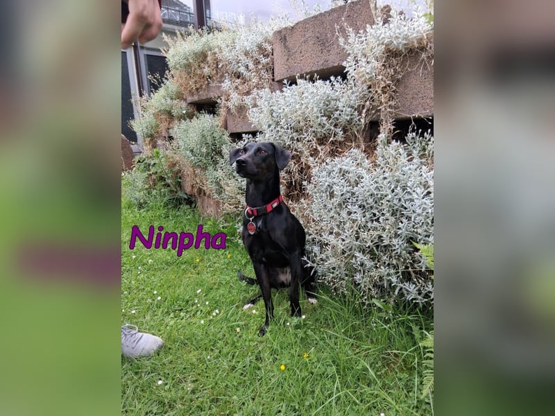 Ninpha geb. 07/2024 (in Deutschland) - fröhliche und aktive Hundepartnerin!