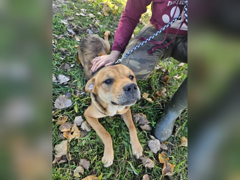 Marshall - junger Hund mit großem Potenzial und offenem Wesen
