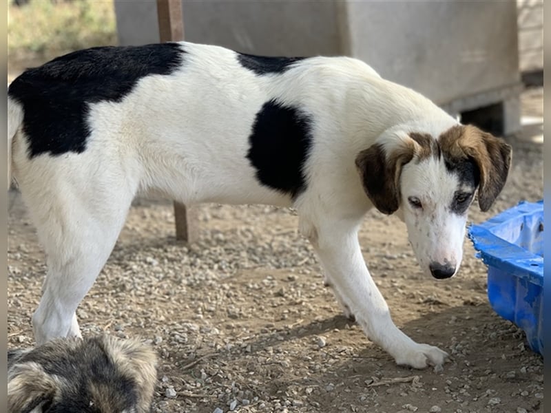 Colette, geb. ca. 02/2022, lebt in GRIECHENLAND, im städt. Tierheim Serres