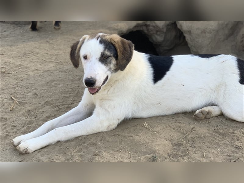 Colette, geb. ca. 02/2022, lebt in GRIECHENLAND, im städt. Tierheim Serres