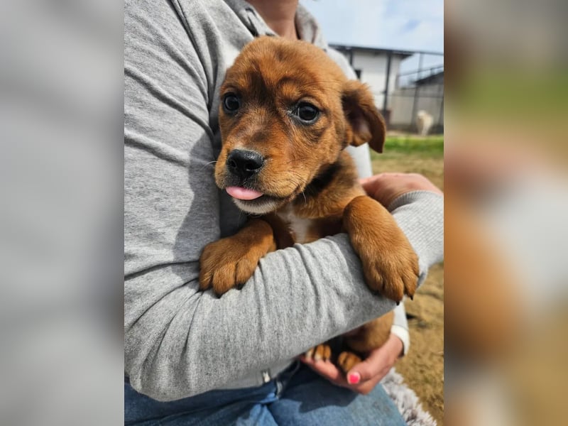 Marshall - junger Hund mit großem Potenzial und offenem Wesen