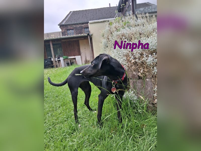 Ninpha geb. 07/2024 (in Deutschland) - fröhliche und aktive Hundepartnerin!