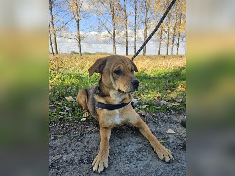 Marshall - junger Hund mit großem Potenzial und offenem Wesen