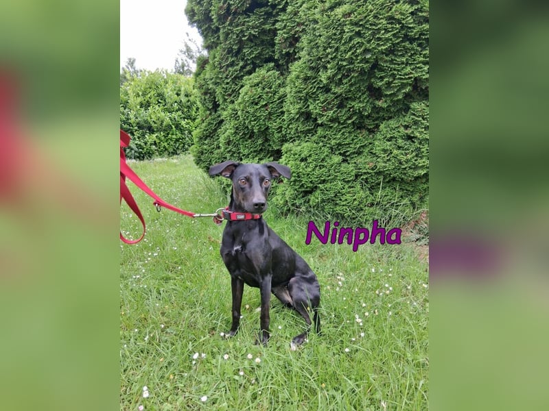 Ninpha geb. 07/2024 (in Deutschland) - fröhliche und aktive Hundepartnerin!