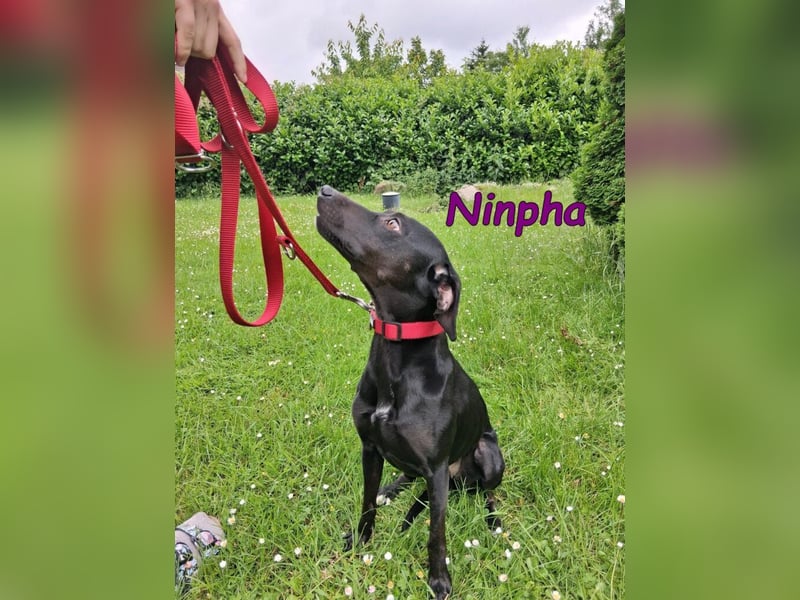 Ninpha geb. 07/2024 (in Deutschland) - fröhliche und aktive Hundepartnerin!