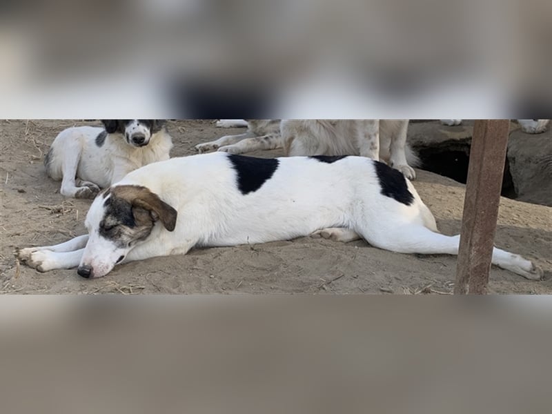 Colette, geb. ca. 02/2022, lebt in GRIECHENLAND, im städt. Tierheim Serres
