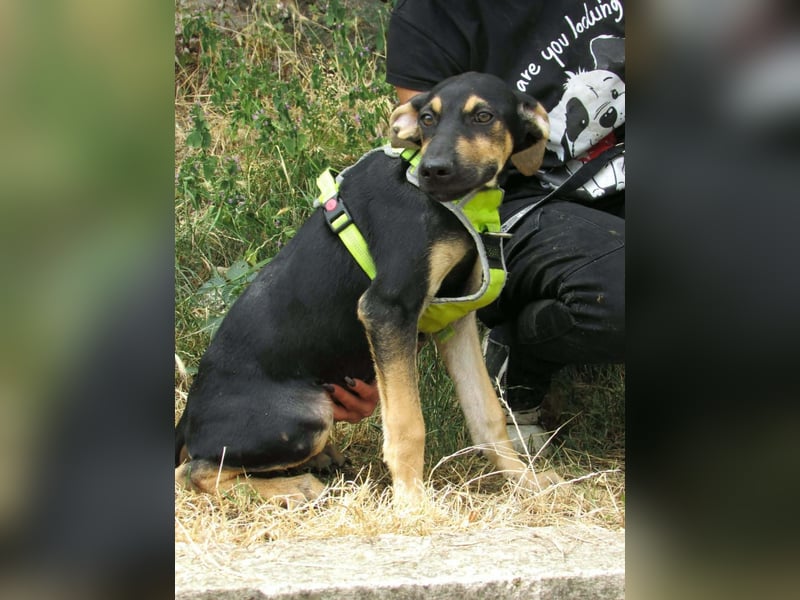 Guszti – raus aus dem Tierheim, rein ins Leben!