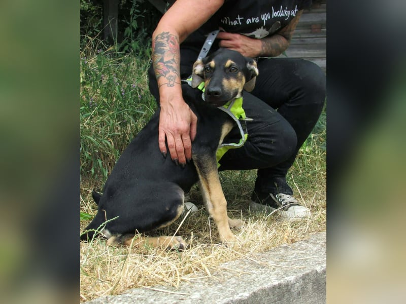 Guszti – raus aus dem Tierheim, rein ins Leben!