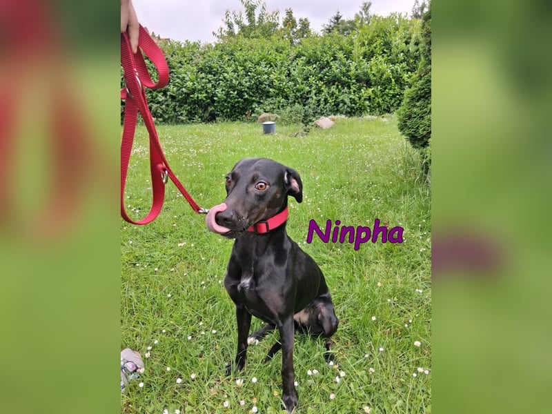 Ninpha geb. 07/2024 (in Deutschland) - fröhliche und aktive Hundepartnerin!