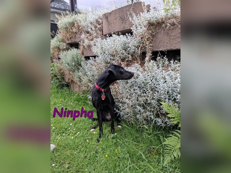 Ninpha geb. 07/2024 (in Deutschland) - fröhliche und aktive Hundepartnerin!