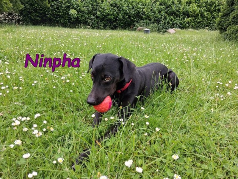 Ninpha geb. 07/2024 (in Deutschland) - fröhliche und aktive Hundepartnerin!