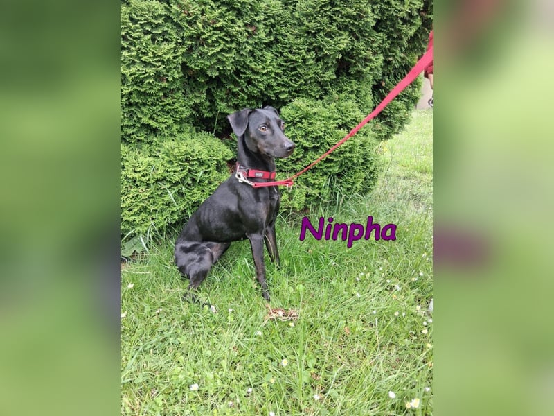 Ninpha geb. 07/2024 (in Deutschland) - fröhliche und aktive Hundepartnerin!