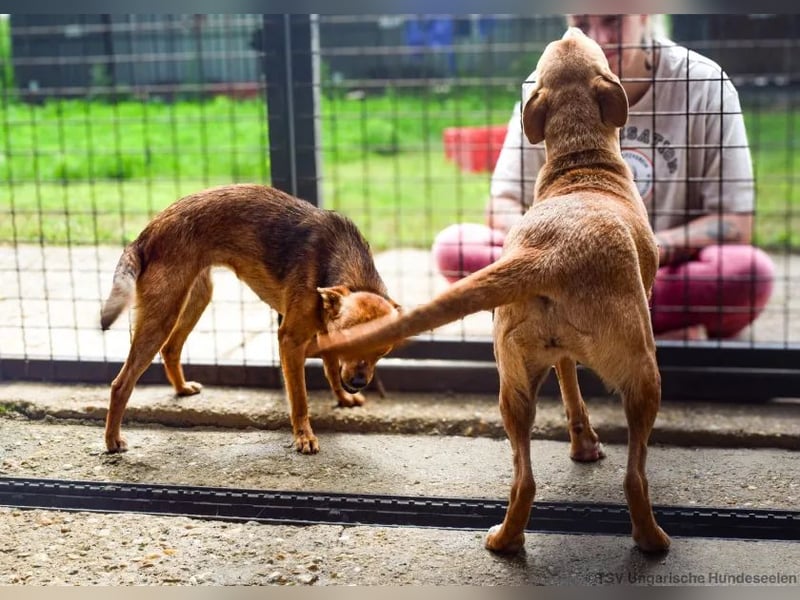 Kincső - Sportpaket sucht sehr tierliebes Zuhause