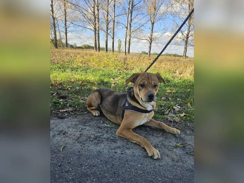 Marshall - junger Hund mit großem Potenzial und offenem Wesen