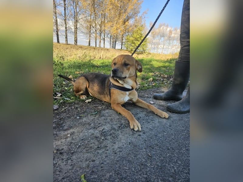 Marshall - junger Hund mit großem Potenzial und offenem Wesen
