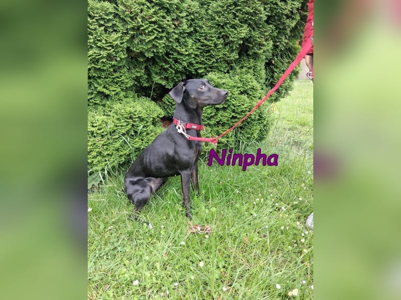 Ninpha geb. 07/2024 (in Deutschland) - fröhliche und aktive Hundepartnerin!
