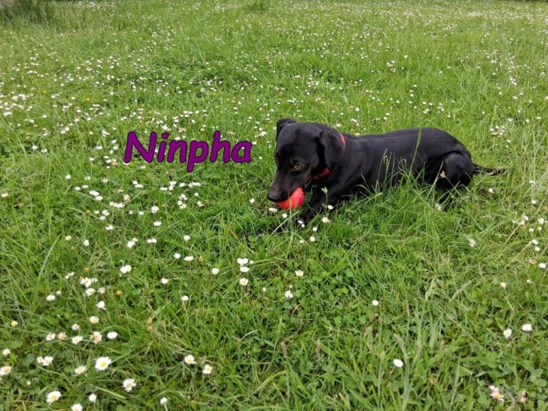 Ninpha geb. 07/2024 (in Deutschland) - fröhliche und aktive Hundepartnerin!