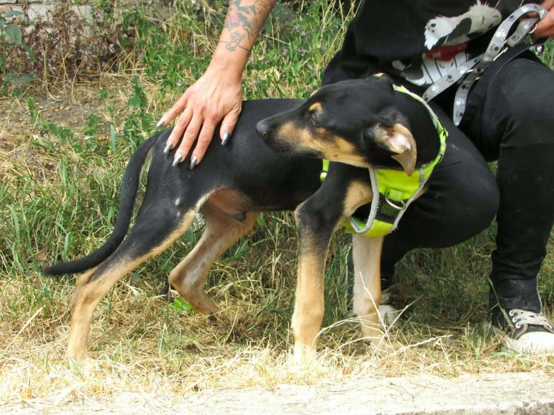 Guszti – raus aus dem Tierheim, rein ins Leben!