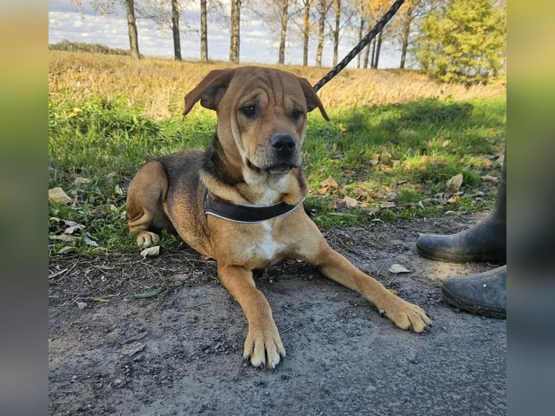 Marshall - junger Hund mit großem Potenzial und offenem Wesen