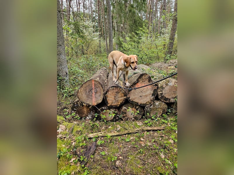 Labrador Mix sucht liebevolles Zuhause